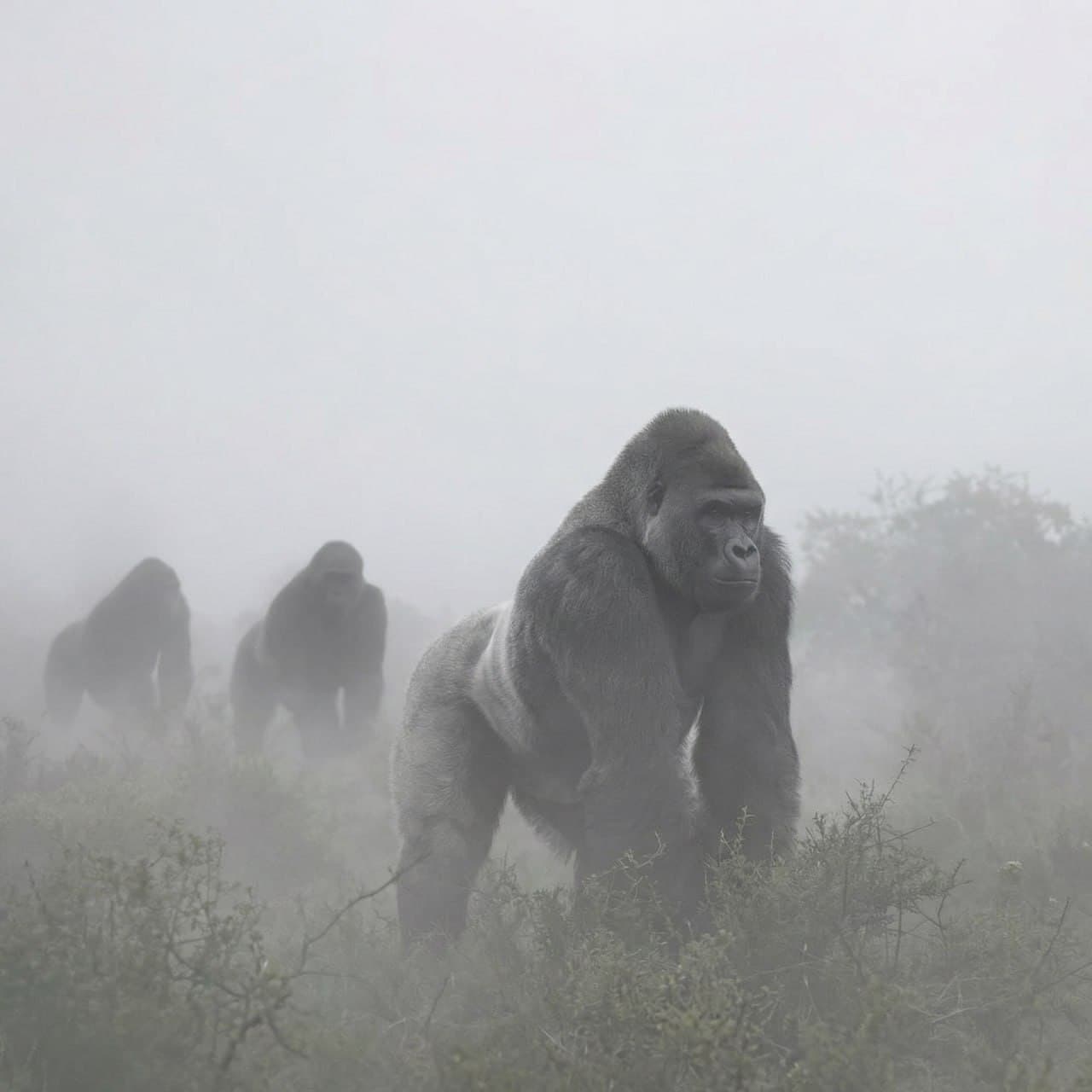 A silverback troop walking through mountain fog